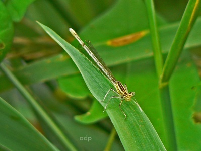 White-legged Damselfly (Platycnemis pennipes) ad female Alan Prowse